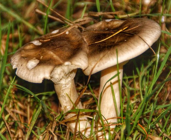 Amanita Pair