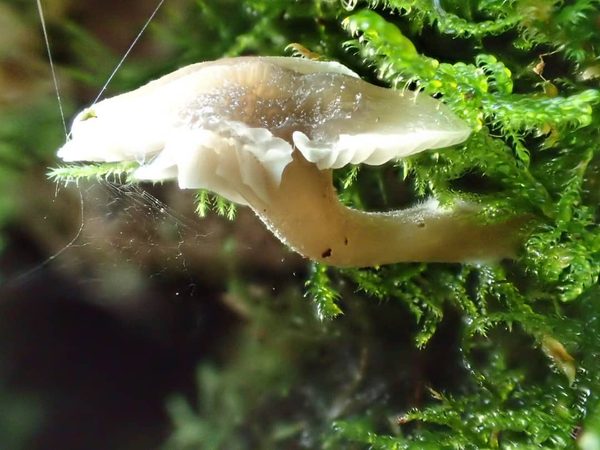 Bonnet Mushroom