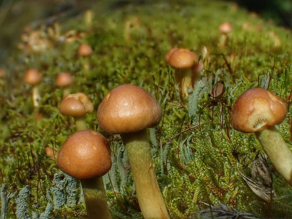 Bonnet Cluster