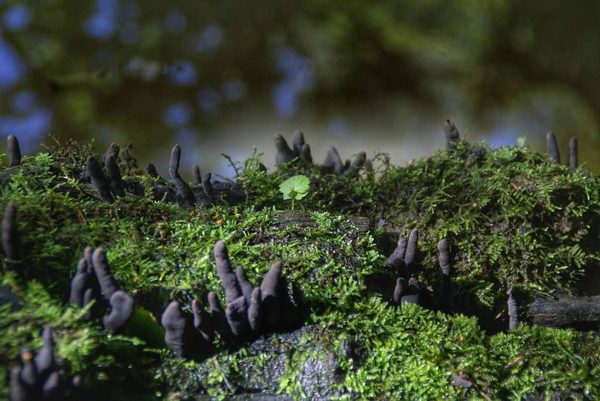 Dead Man's Fingers