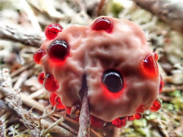 Juice Tooth Mushroom