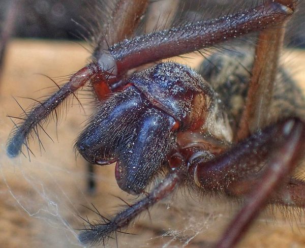 Large Spider