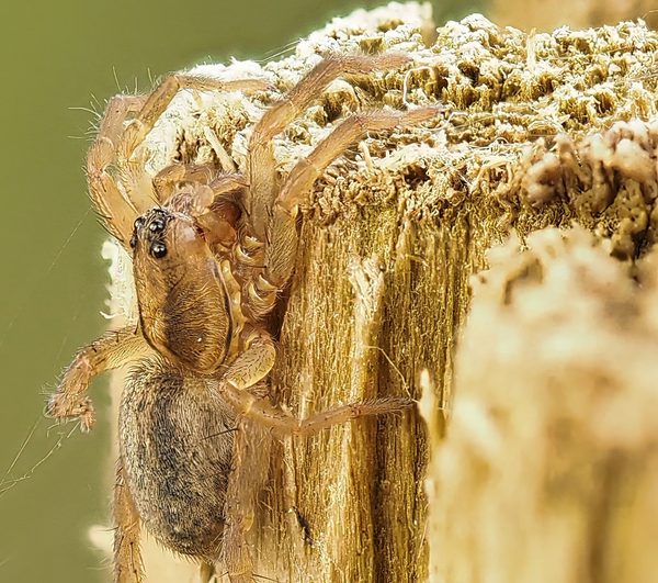 Running Spider