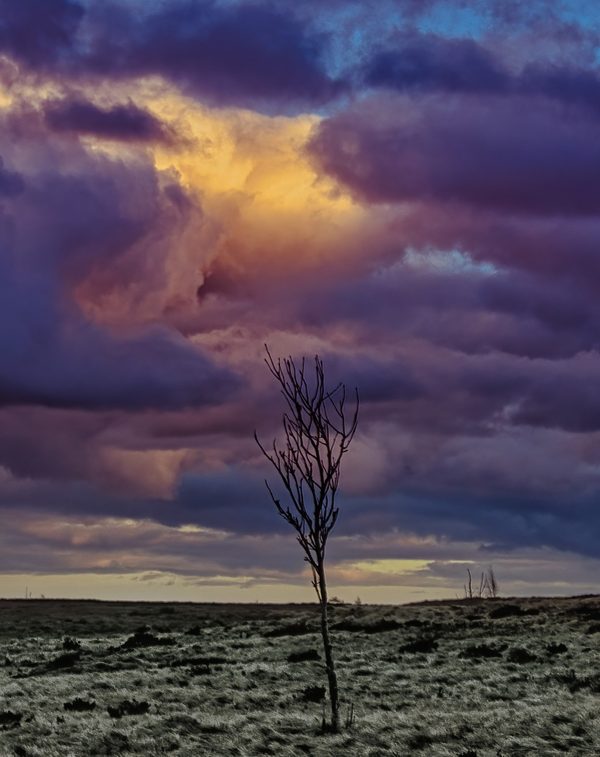 Lone Sapling