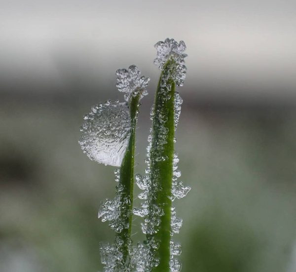 Frost Crystals