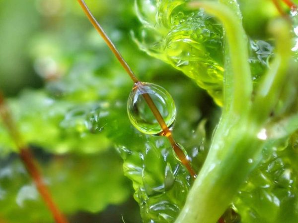 Droplet on Moss