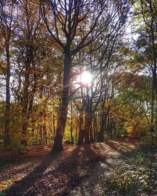 Sunlit Autumn Path