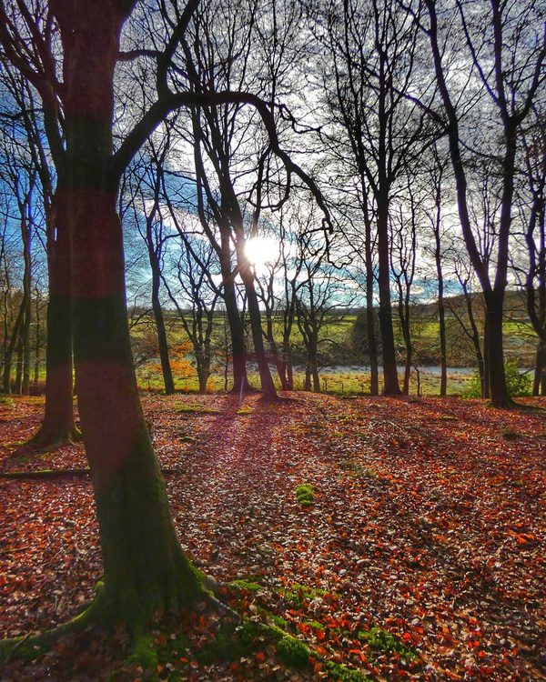 Bare Beech in Red