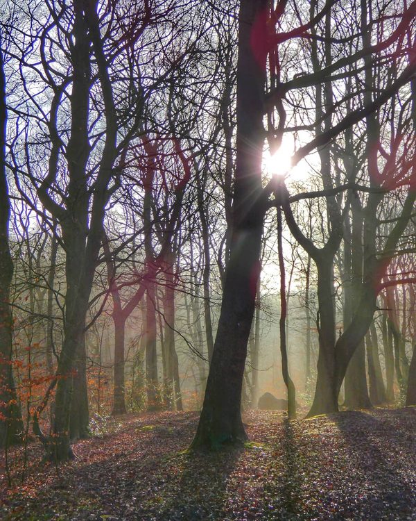 Winter Sun Rays