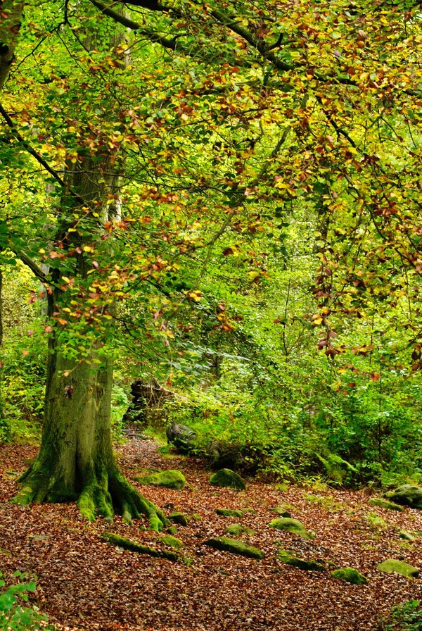 Mossy Roots
