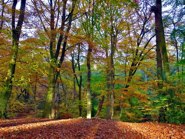 Peak Autumn Beech