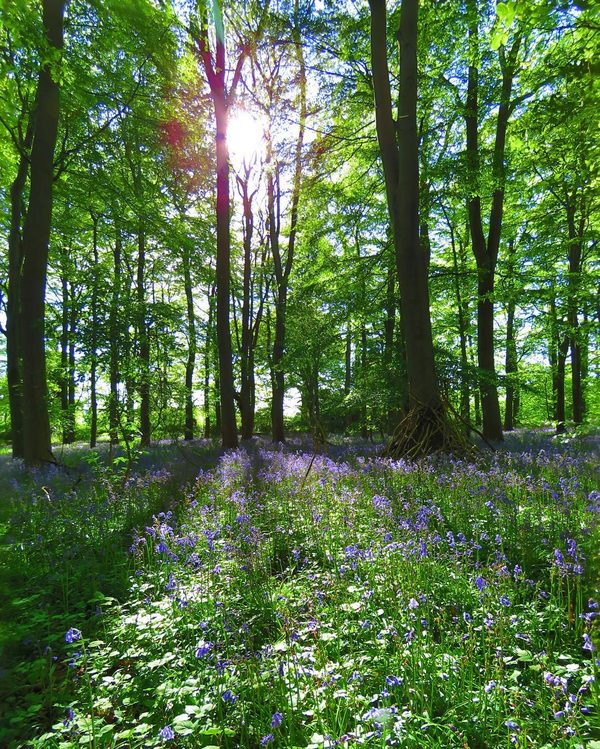 Wildflower Wood