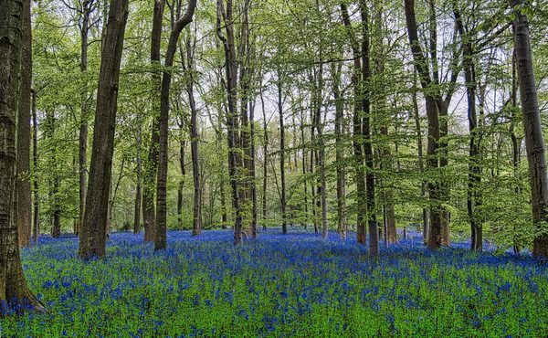 Bluebell Wide View
