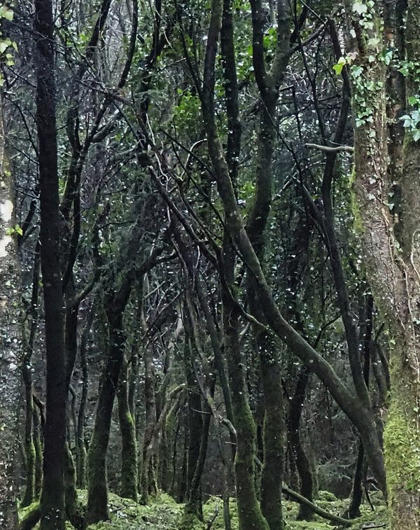 Twisted Woodland