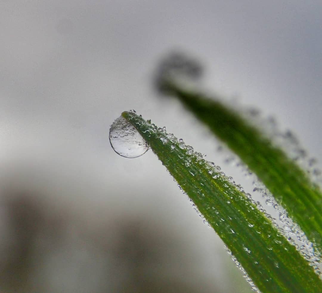 Dewdrop on Grass Tip