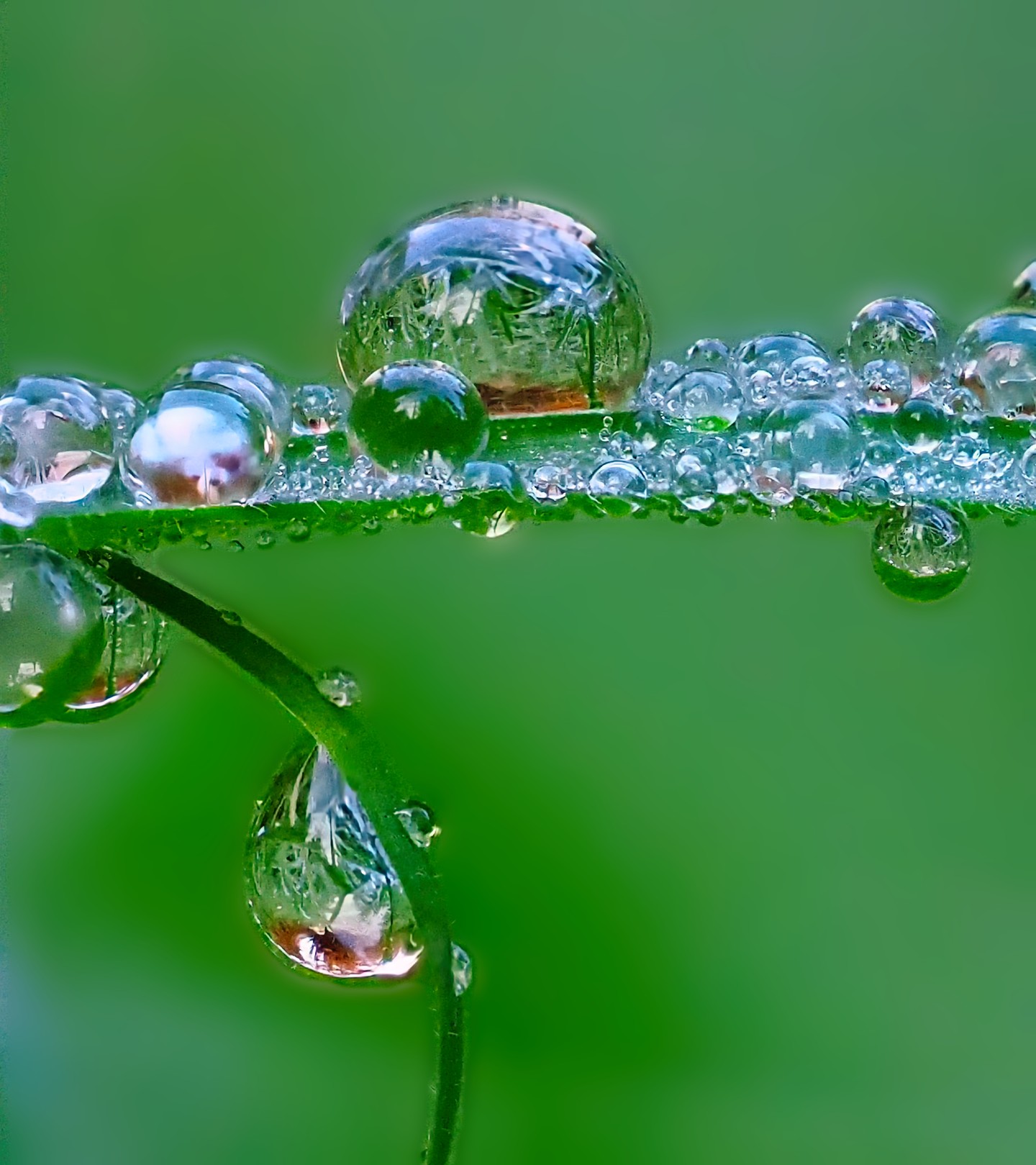 Multiple Dewdrops