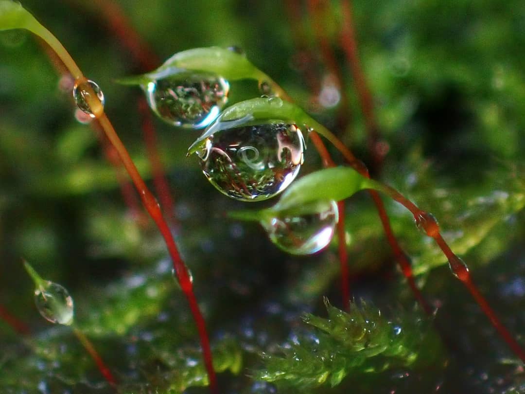 Droplets on Moss Stems