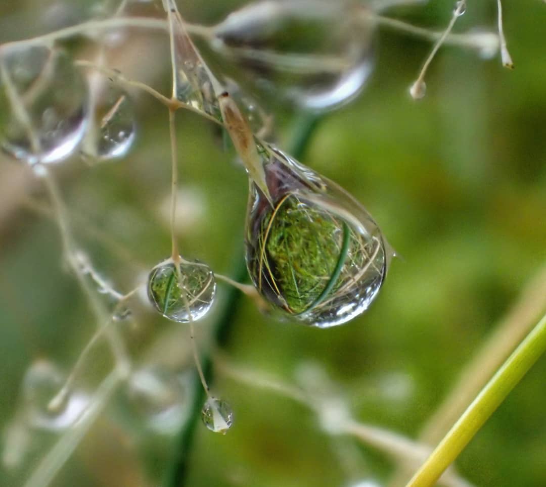 Droplets on Dry Stems