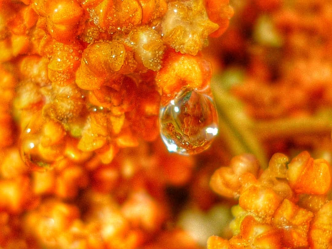 Droplet on Lichen
