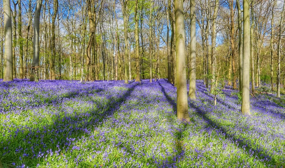 Bluebell Panorama