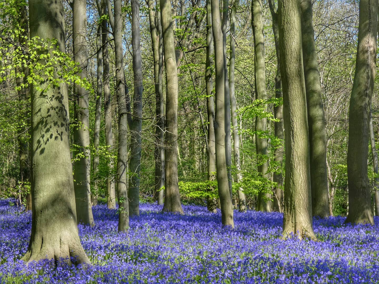 Dappled Bluebell Wood