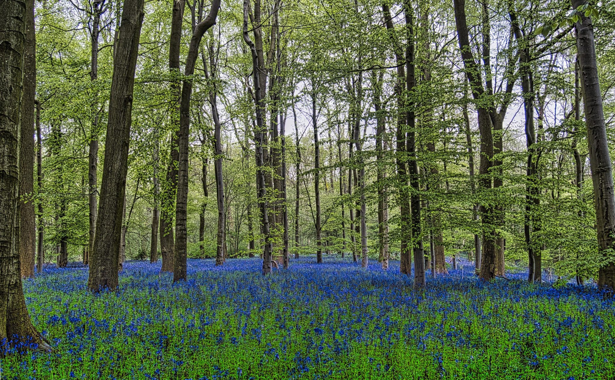 Bluebell Wide View