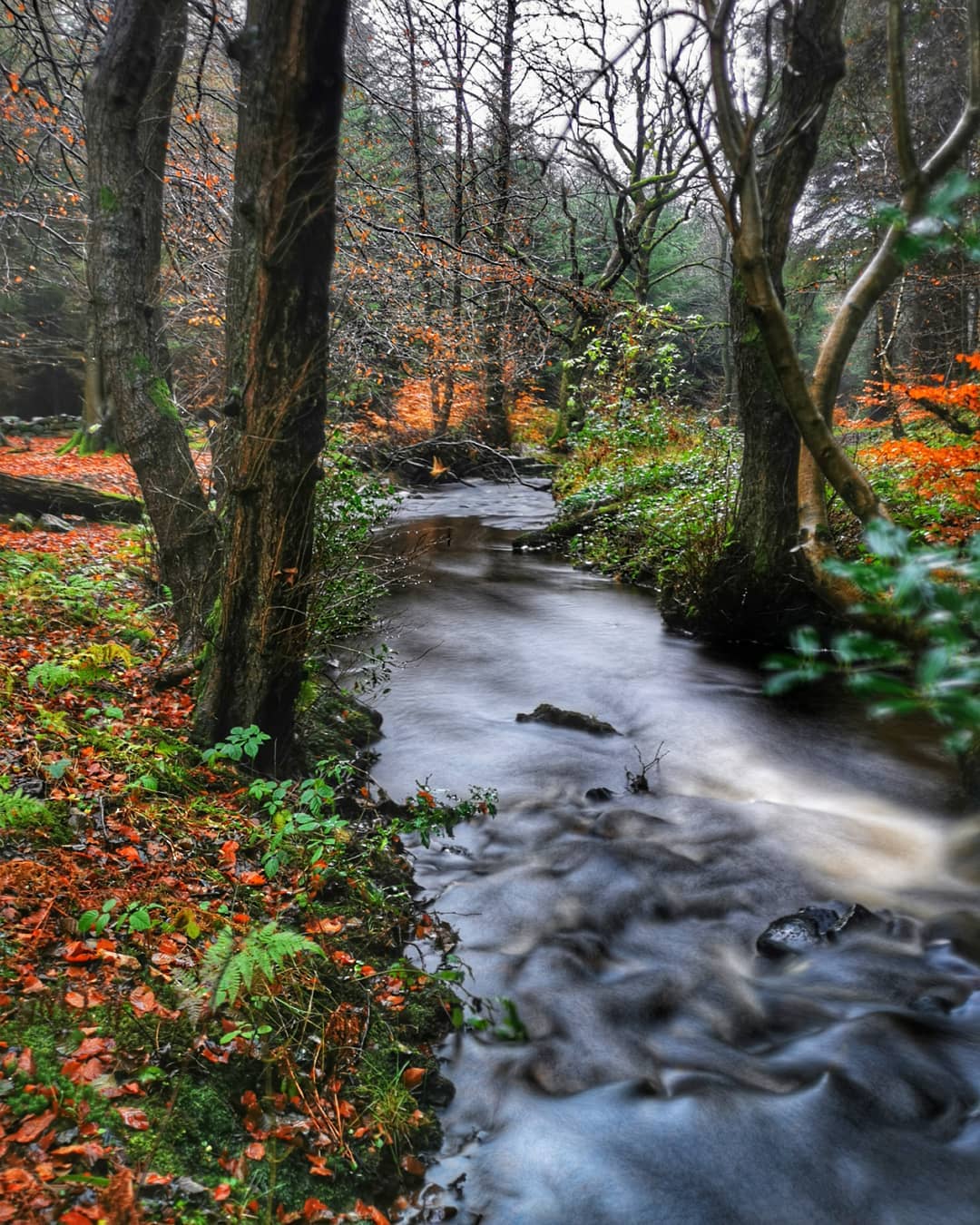 Woodland Stream in Autumn